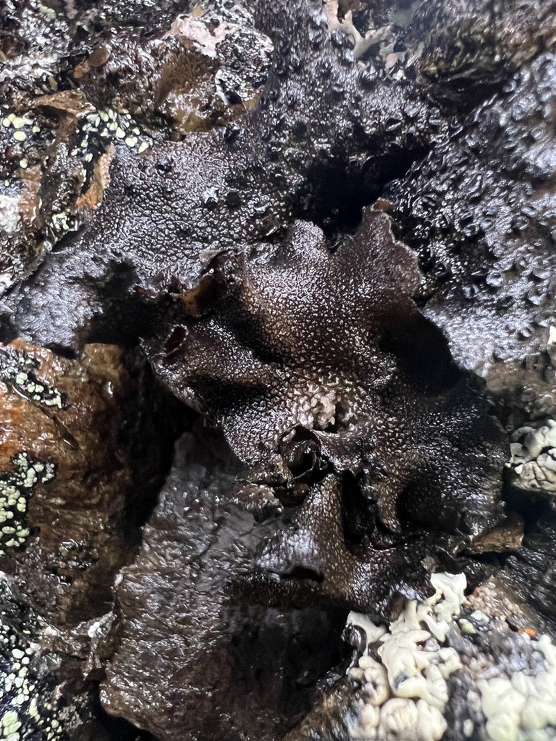 Rigid Navel Lichen photo 7