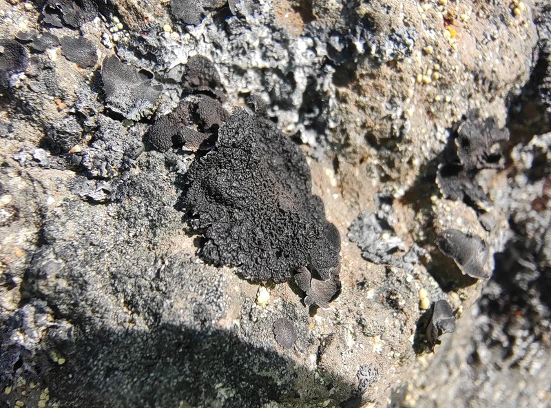 Rigid Navel Lichen photo 8