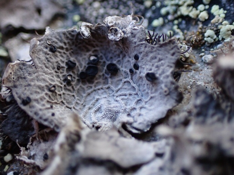 Scholander's Navel Lichen photo 2