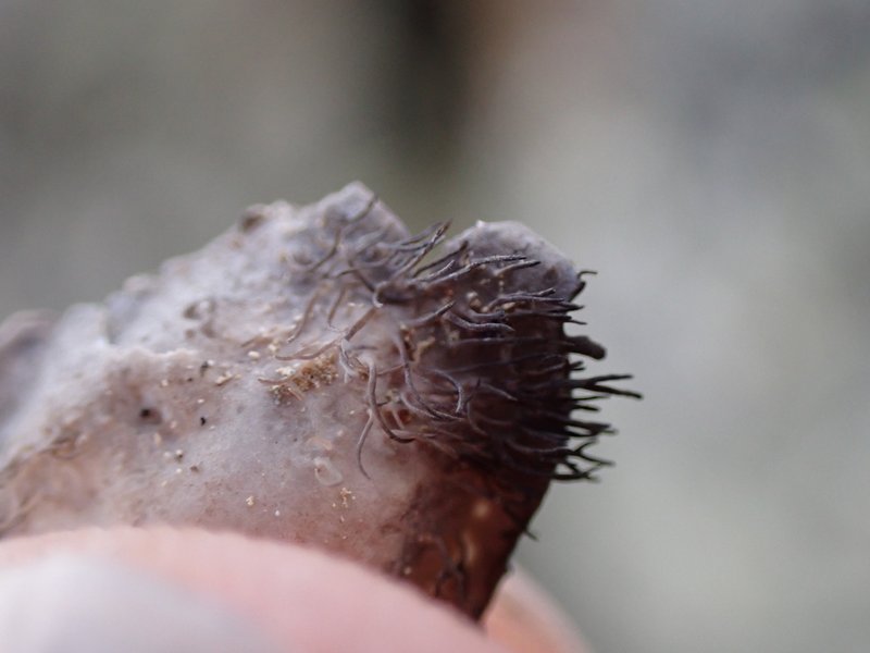 Scholander's Navel Lichen