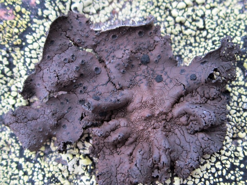 Navel Lichen photo 6