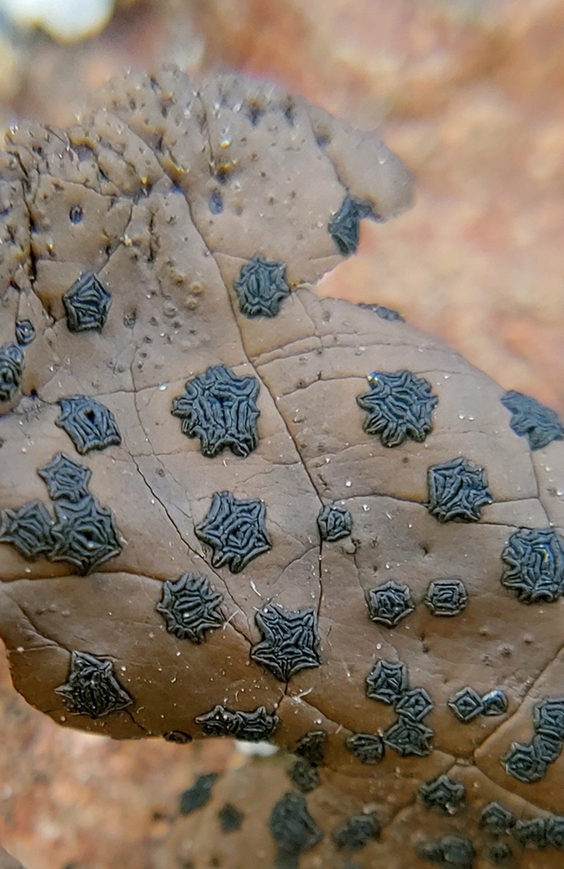 Navel Lichen photo 7