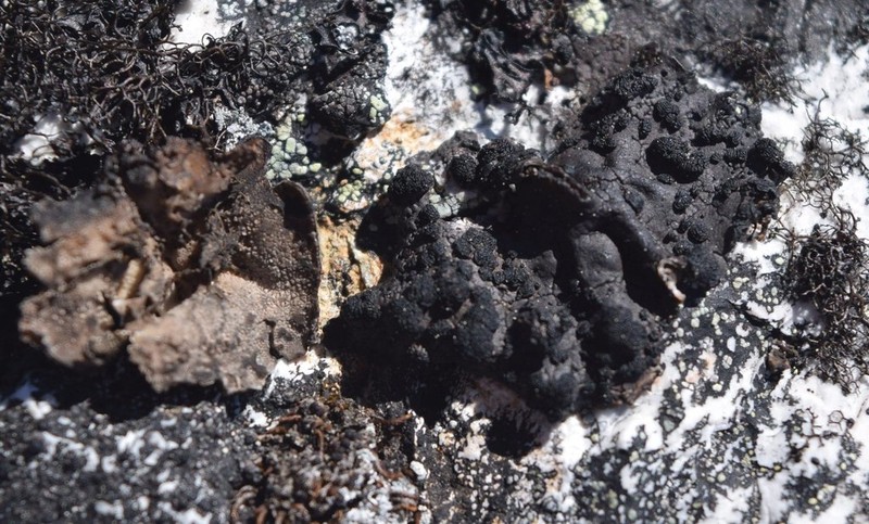 Navel Lichen photo 8