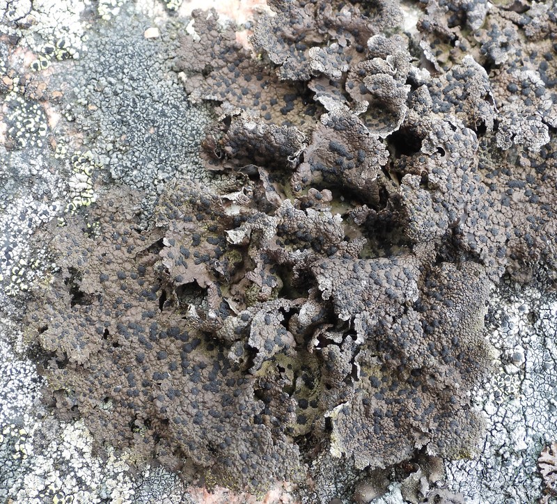Navel Lichen