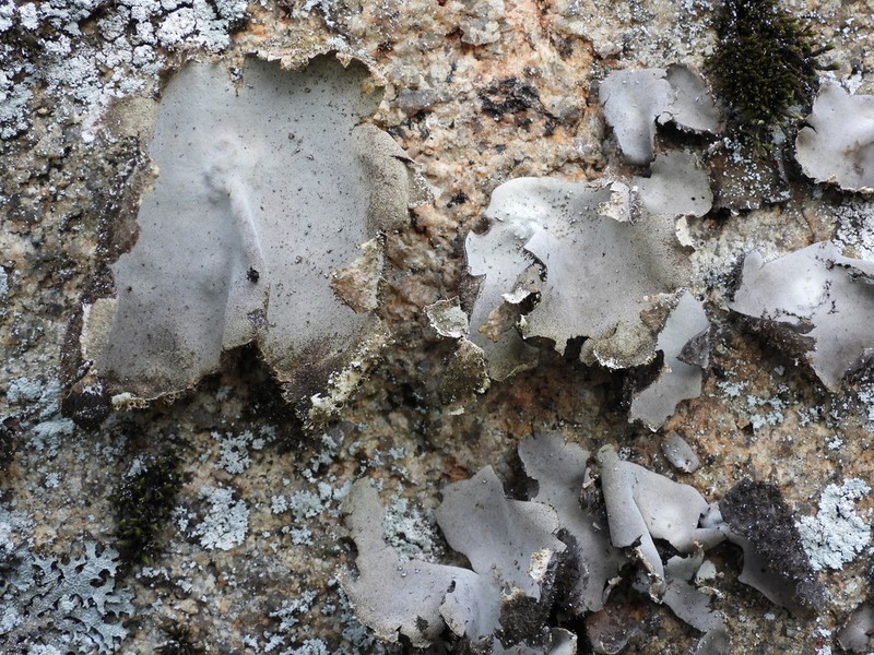 Navel Lichen photo 3