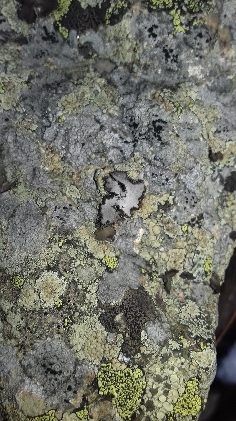 Navel Lichen photo 4