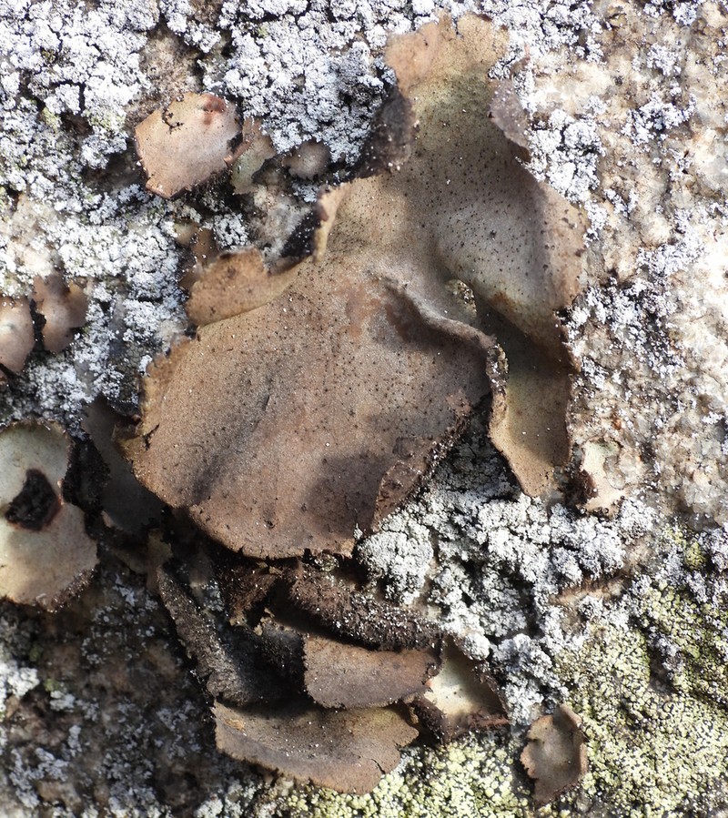 Navel Lichen photo 5