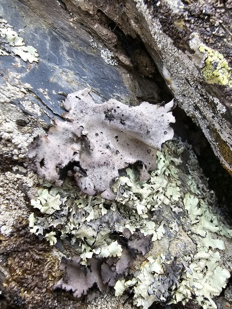Navel Lichen photo 6