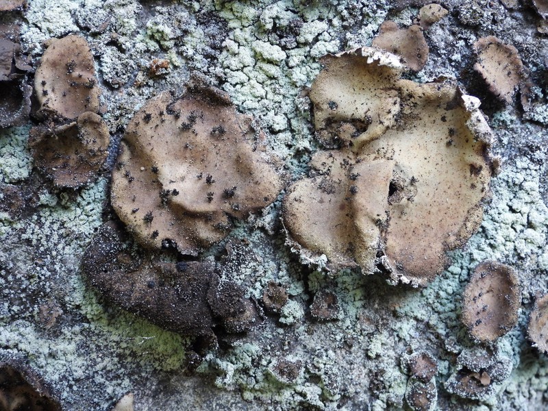 Navel Lichen photo 7