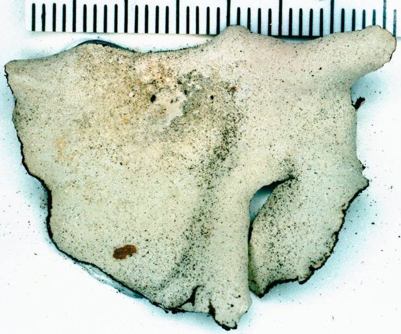 Navel Lichen