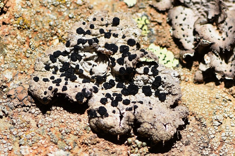 Navel Lichen photo 2