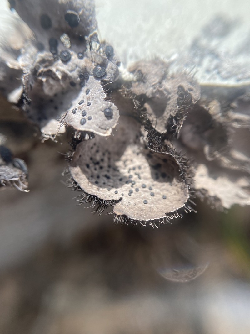 Navel Lichen photo 3