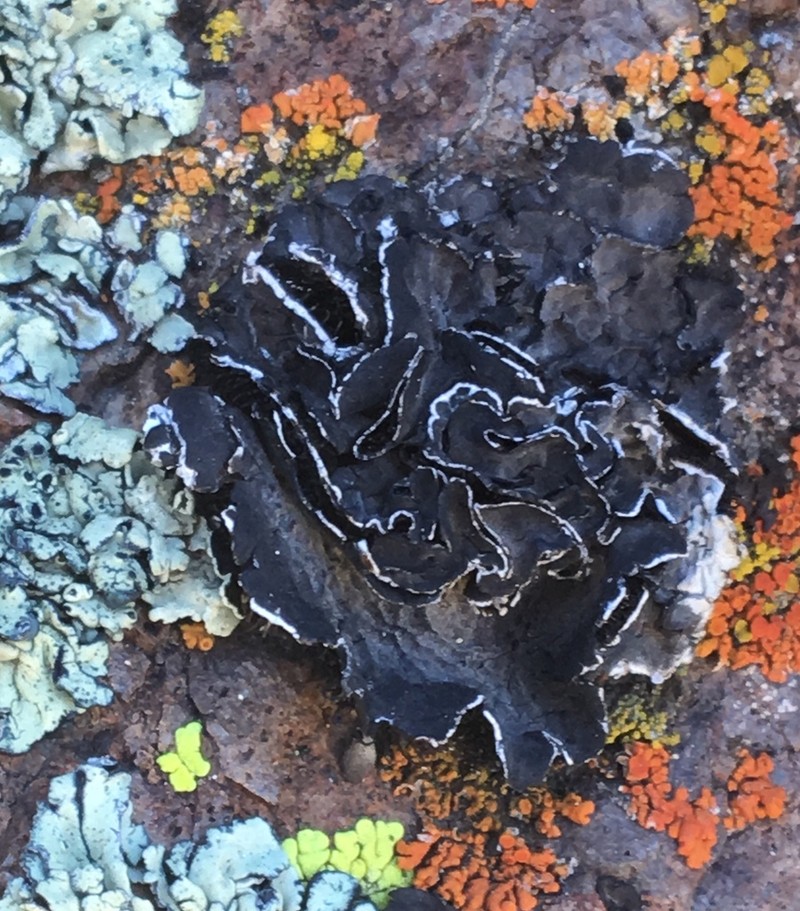 Navel Lichen photo 4