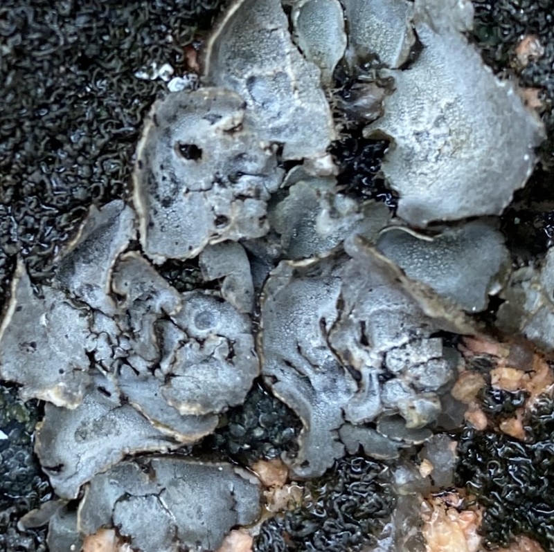 Navel Lichen photo 5