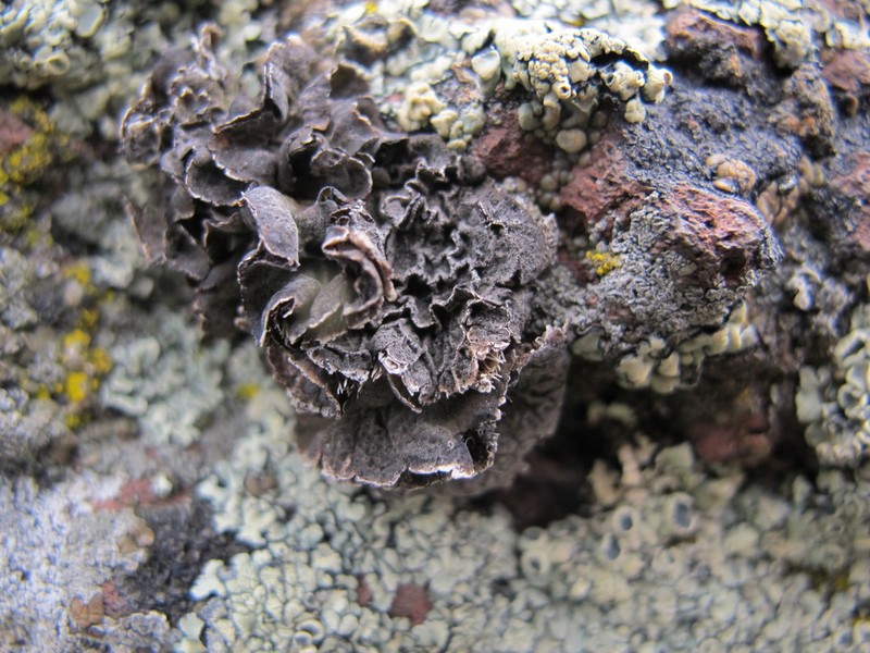 Navel Lichen photo 6