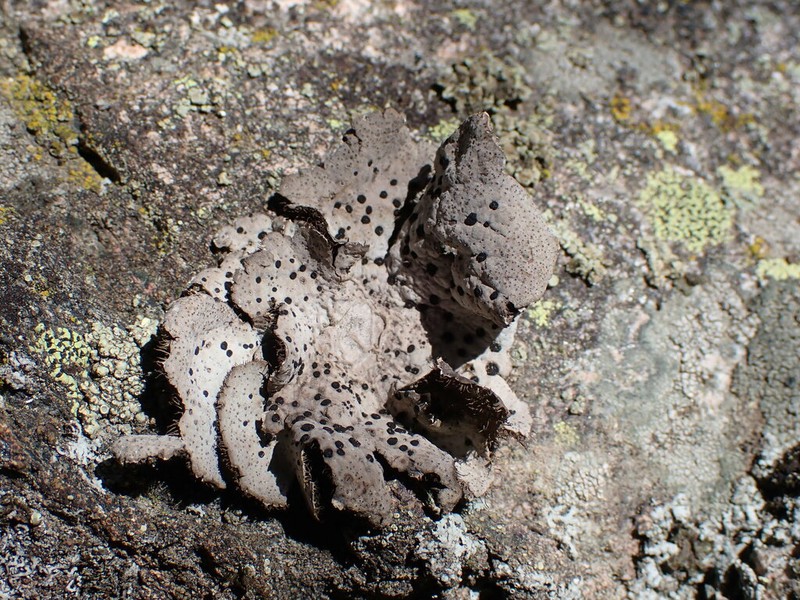 Navel Lichen photo 7