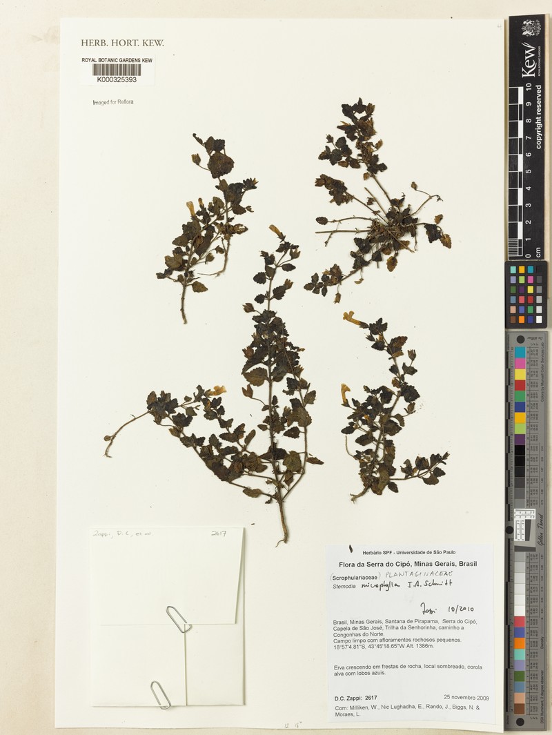 Umbraria microphylla