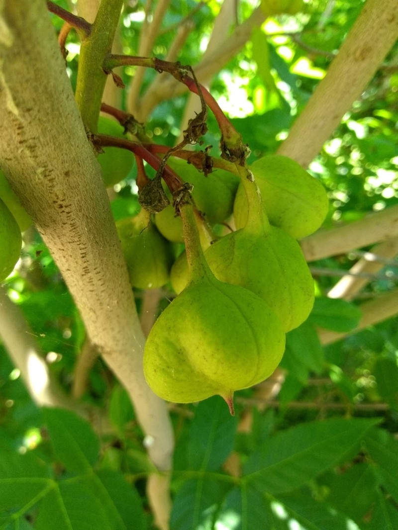 Mexican Buckeye photo 3