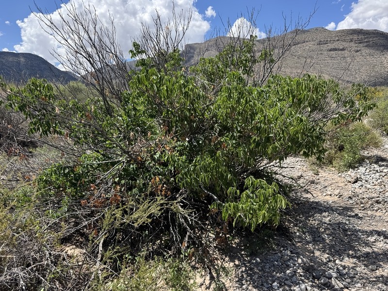 Mexican Buckeye photo 4