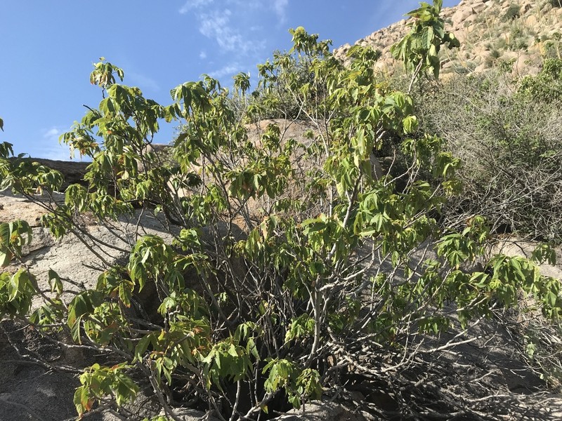 Mexican Buckeye photo 5