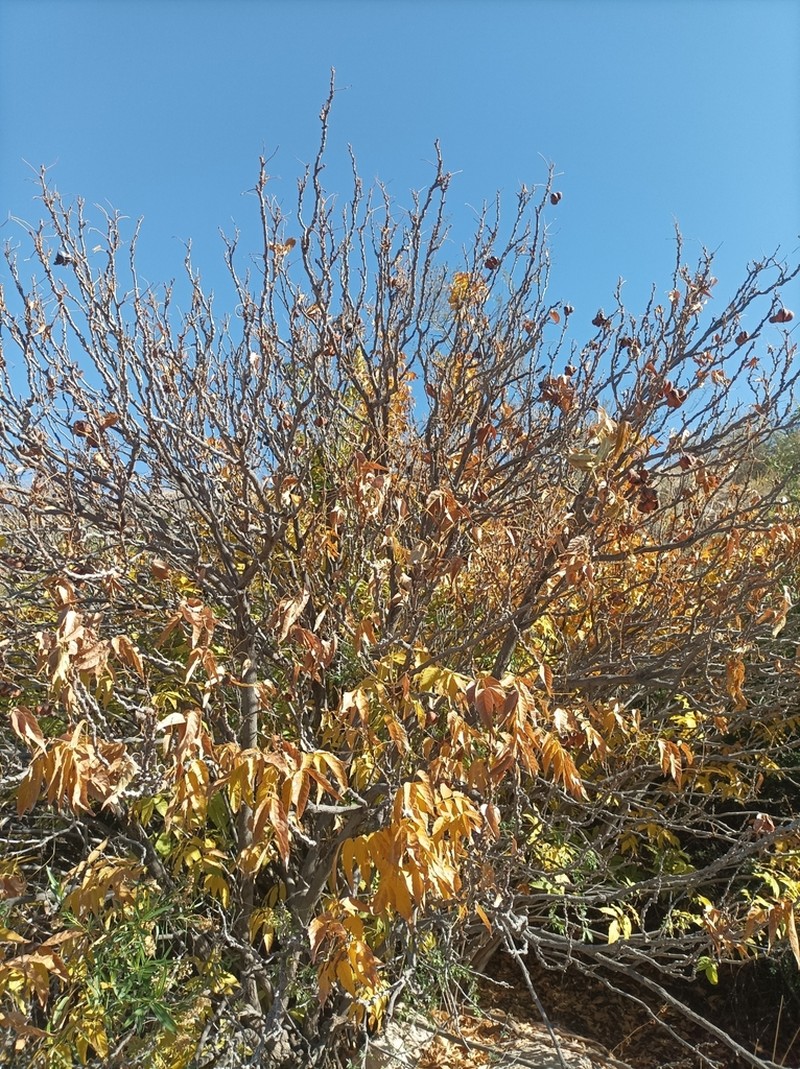 Mexican Buckeye photo 6