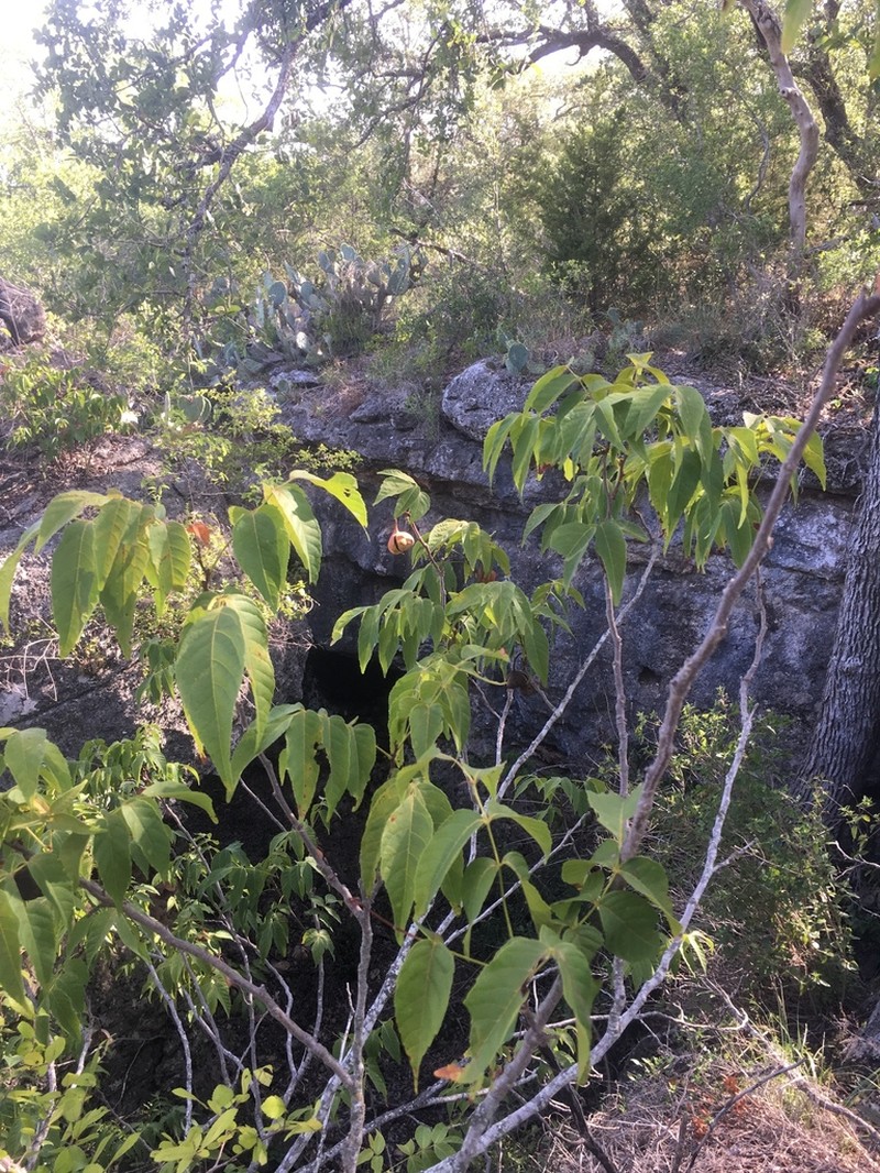 Mexican Buckeye photo 7