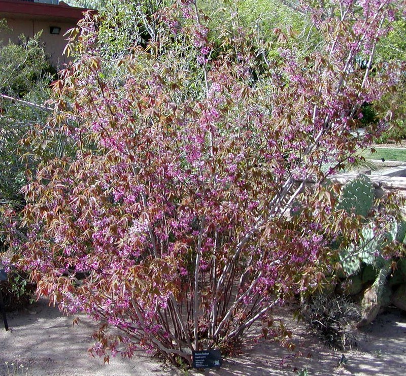 Mexican Buckeye photo 2