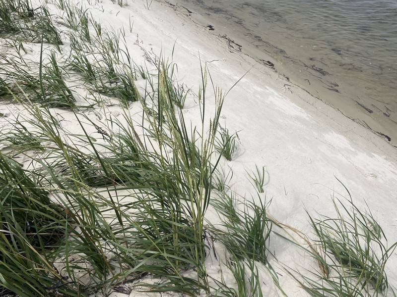 Seaoats photo 4