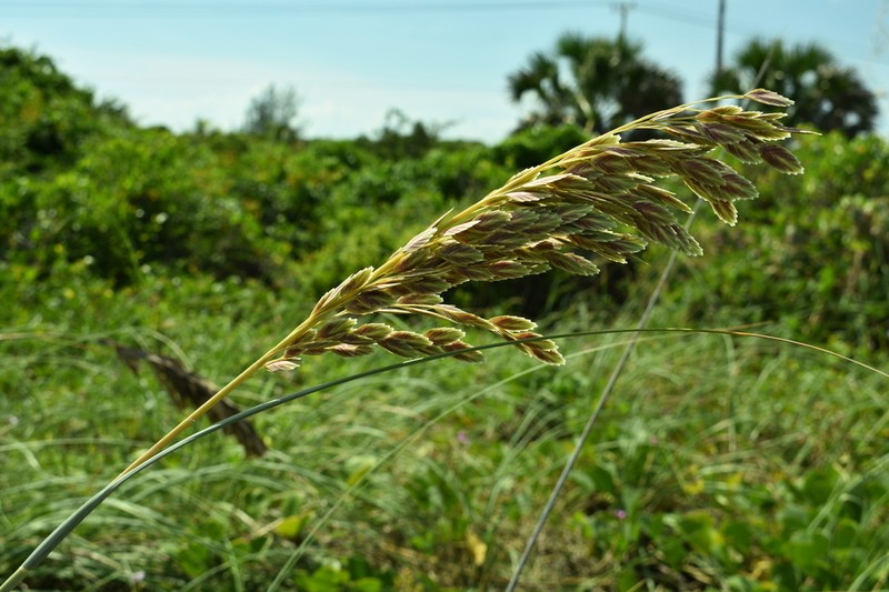 Seaoats photo 5