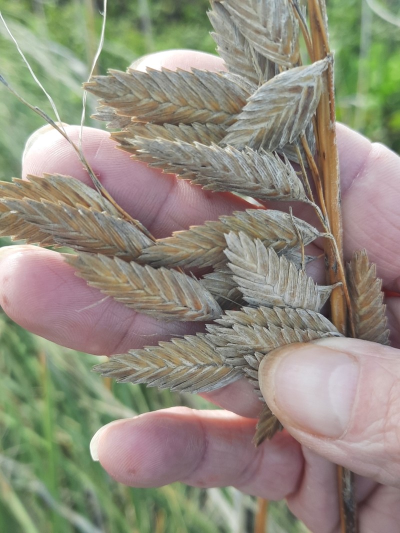 Seaoats photo 6