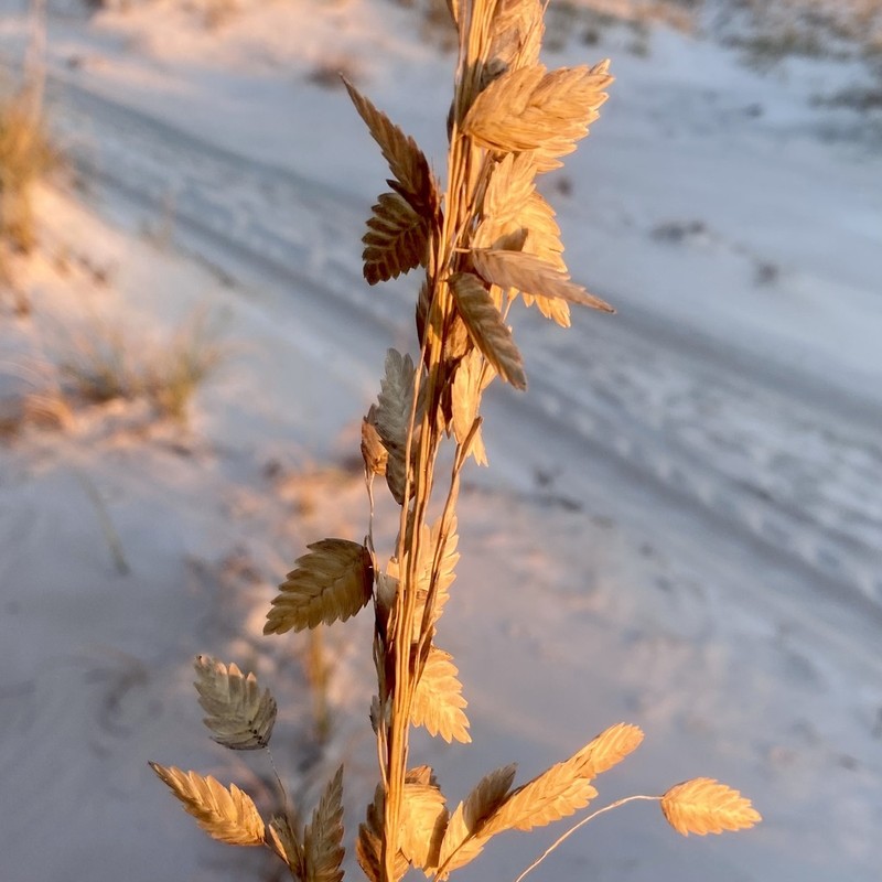 Seaoats photo 7