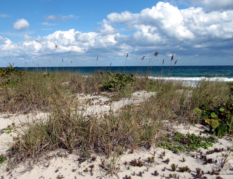 Seaoats photo 4
