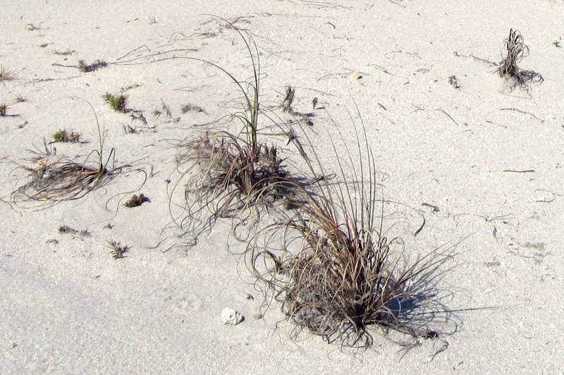 Seaoats photo 5