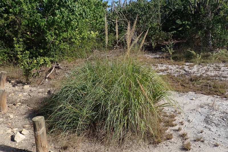 Limestone Grass