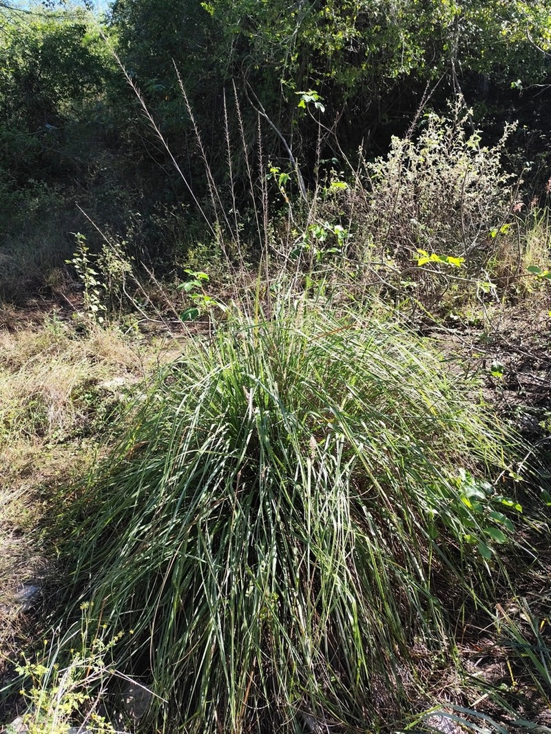 Limestone Grass photo 2