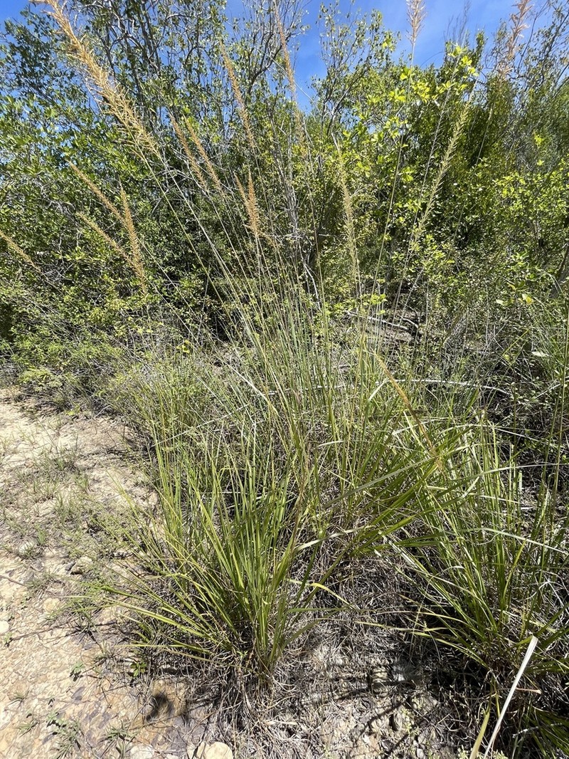 Limestone Grass photo 3
