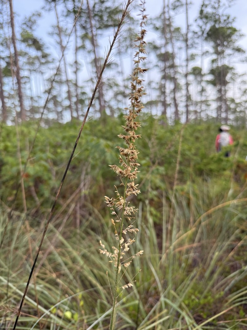 Limestone Grass photo 4