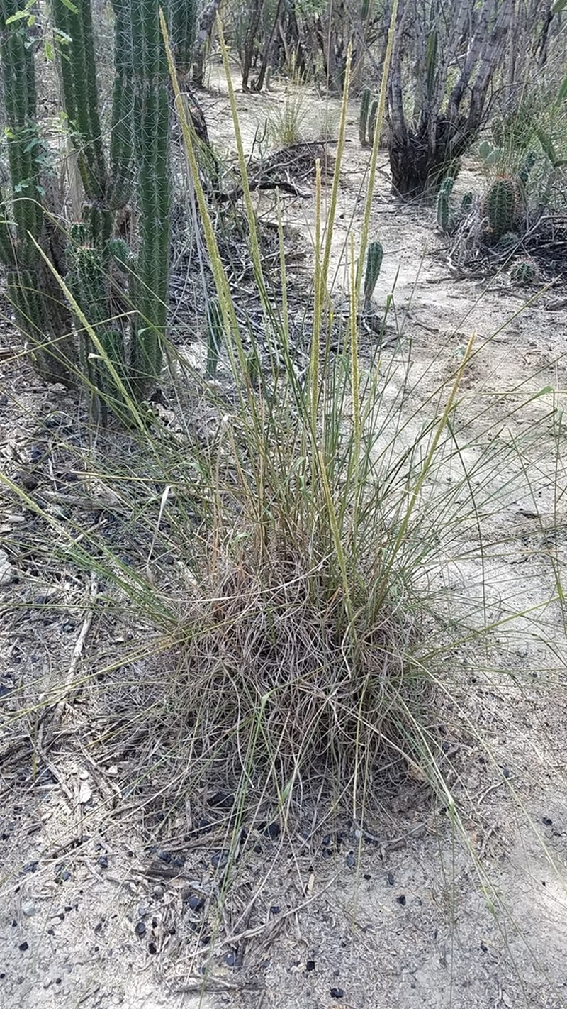 Limestone Grass photo 5