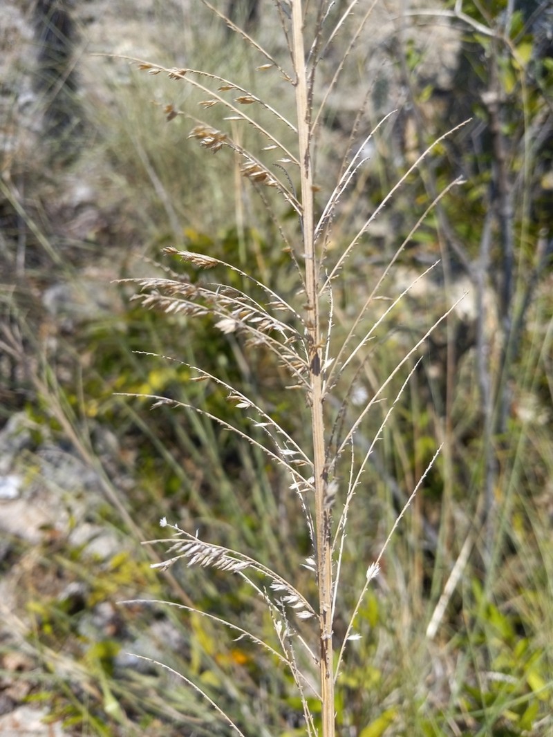 Limestone Grass photo 6