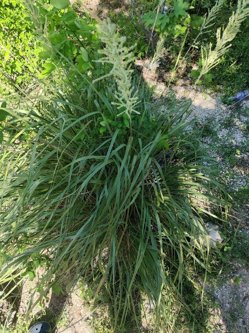 Limestone Grass photo 7