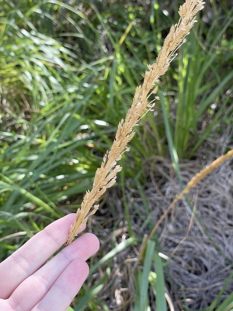 Limestone Grass photo 8