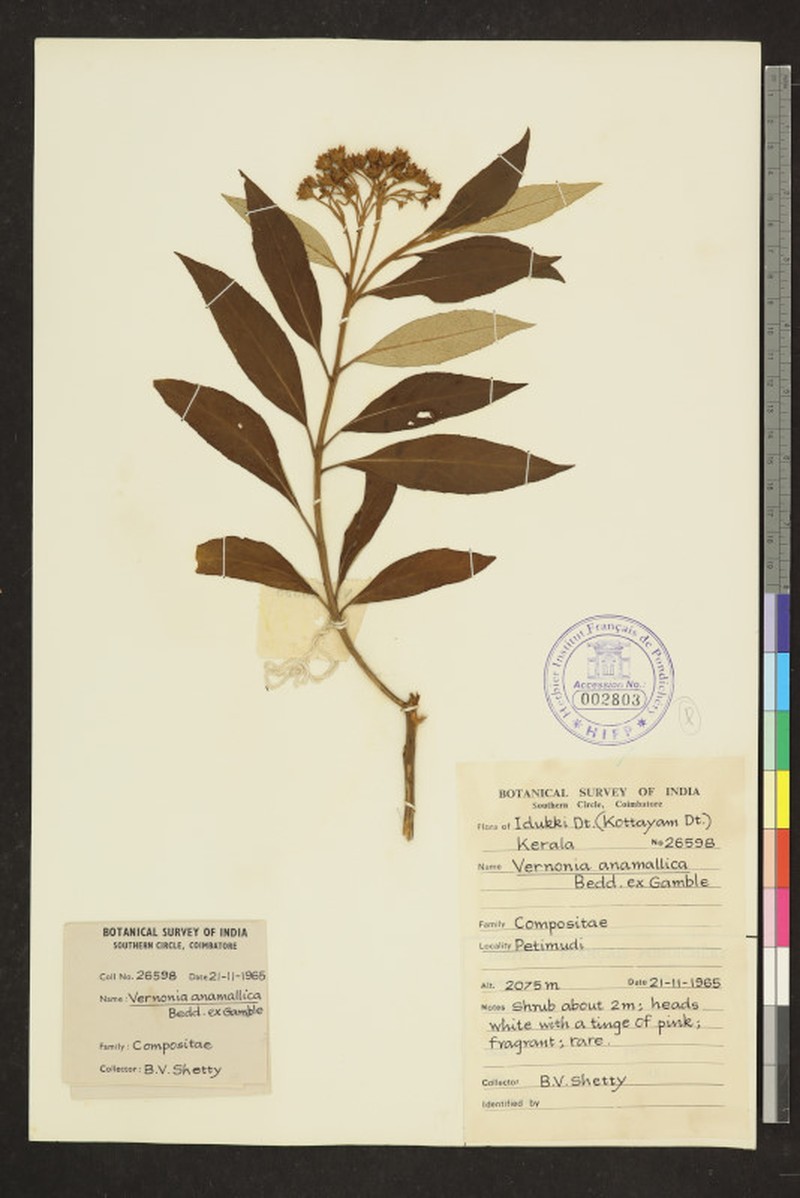 Uniyala anamallica photo 2
