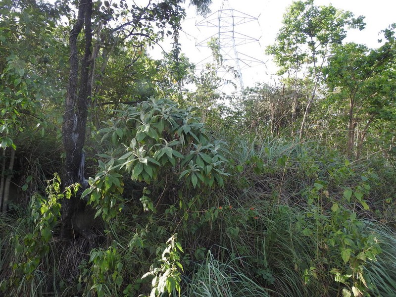 Uniyala gossypina photo 2