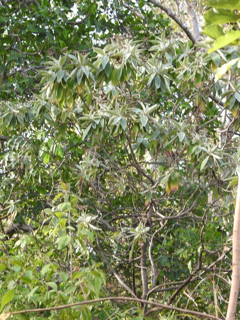 Uniyala gossypina photo 3
