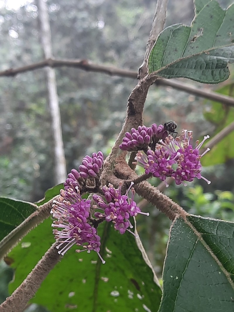 Uniyala gossypina photo 5