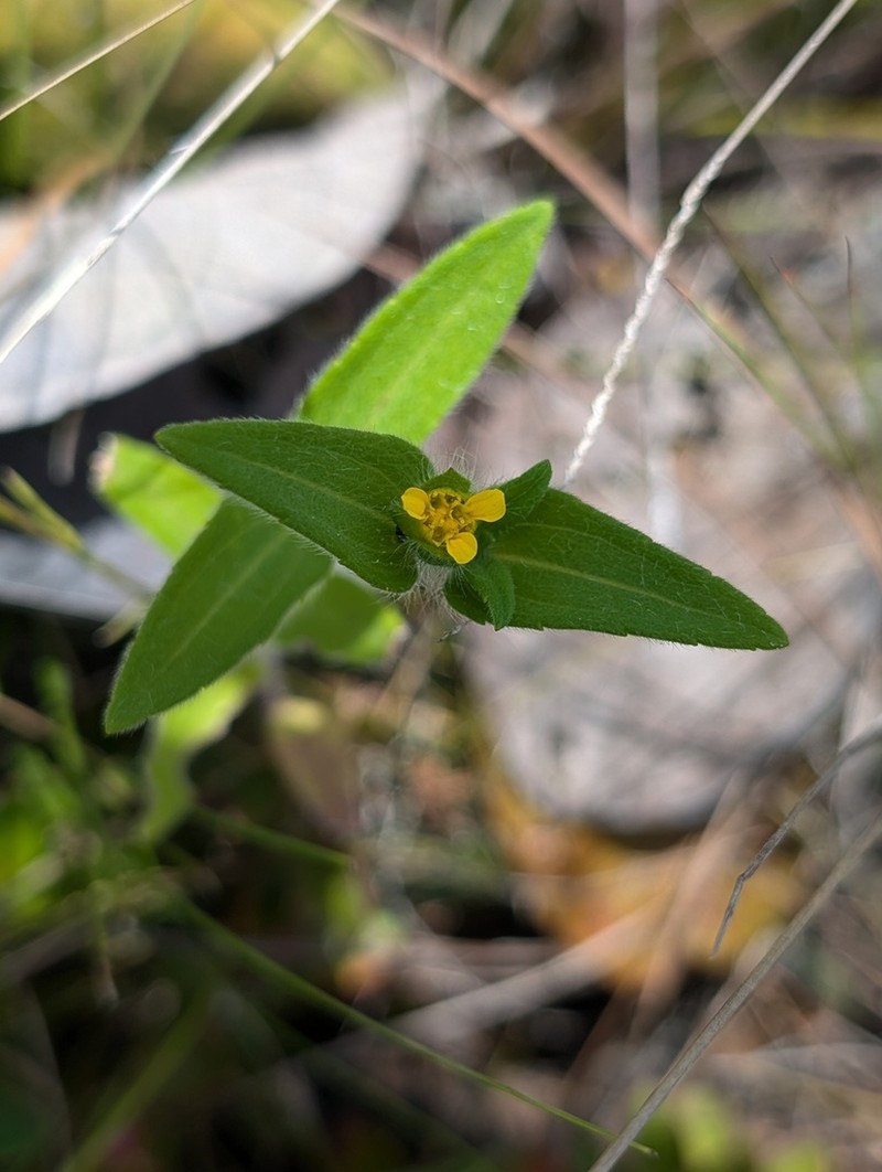 Unxia camphorata photo 3