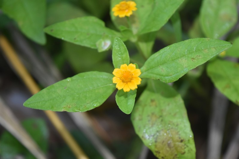 Unxia suffruticosa