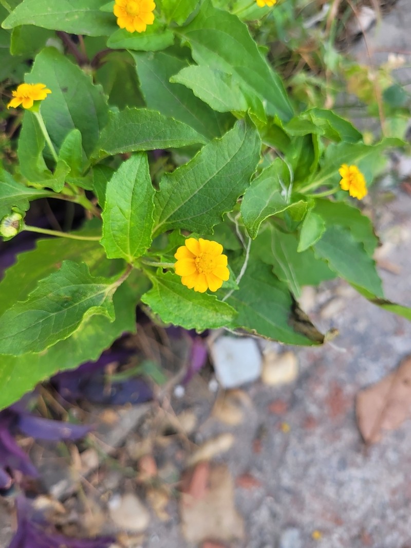 Unxia suffruticosa photo 3