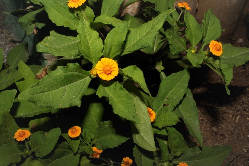 Unxia suffruticosa photo 4