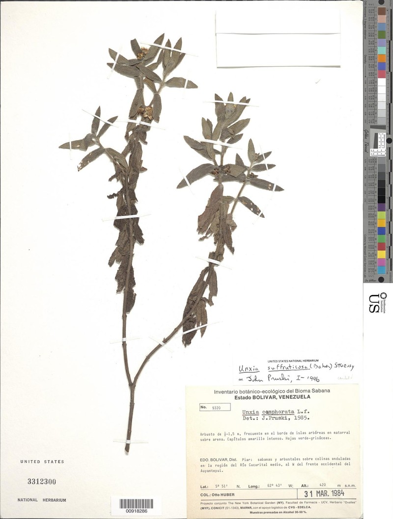 Unxia suffruticosa photo 7